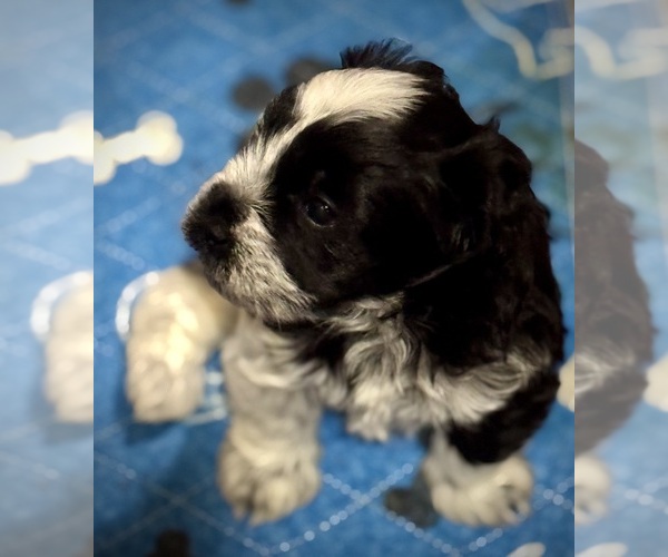 Medium Photo #18 Schnauzer (Miniature) Puppy For Sale in PFLUGERVILLE, TX, USA