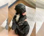 Small Photo #9 Aussie-Poo Puppy For Sale in ODIN, IL, USA
