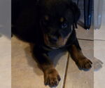 Small #2 Rottweiler
