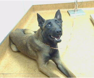 Mutt Dogs for adoption in Sacramento, CA, USA
