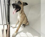 SNICKERS - Female German Shepherd Dog-Unknown Mix Dog for Adoption - Small photo