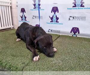 Rottweiler-Unknown Mix Dogs for adoption in Orlando, FL, USA