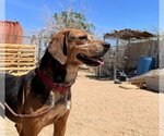 Small #3 Coonhound-Treeing Walker Coonhound Mix