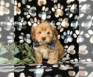 Cock-A-Poo Puppy for sale in LANCASTER, PA, USA