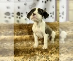Small #3 Bulldog-Labrador Retriever Mix
