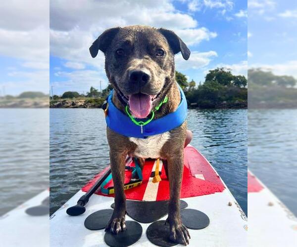 Medium Photo #4 Bull Terrier-Unknown Mix Puppy For Sale in Chula Vista, CA, USA
