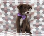Small Photo #1 Border Collie Puppy For Sale in CLAY, PA, USA
