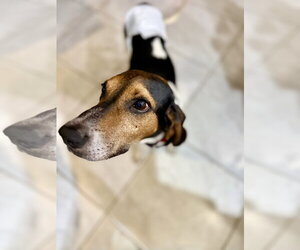 Herby - Male Coonhound Dog for Adoption - Photo #3