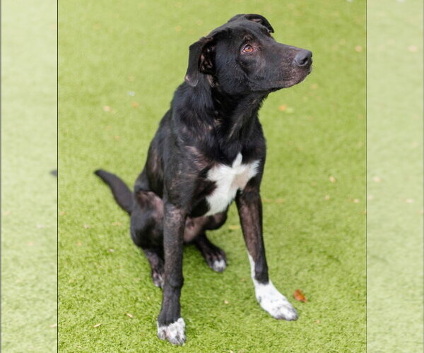 Medium Photo #3 Labrador Retriever-Unknown Mix Puppy For Sale in Canton, CT, USA