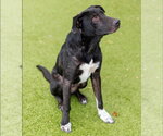 Small #2 Labrador Retriever Mix