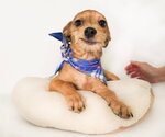 Small #2 Dachshund Mix