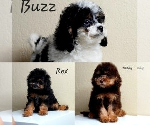 Goldendoodle Puppy for sale in HIALEAH GARDENS, FL, USA