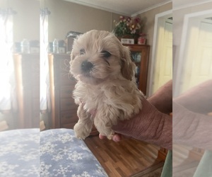 Maltipoo Puppy for sale in WHITEHALL, NY, USA