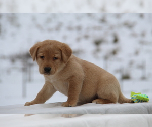 Labrador Retriever Puppy for sale in HYDE PARK, VT, USA