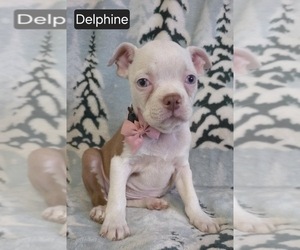 Boston Terrier Puppy for sale in MINERAL WELLS, WV, USA
