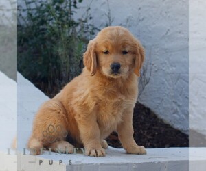 Golden Retriever Puppy for sale in NARVON, PA, USA