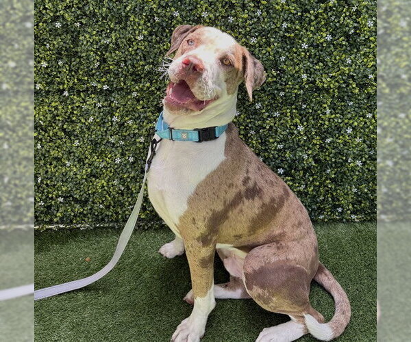 Medium Photo #1 Catahoula Bulldog Puppy For Sale in Naples, FL, USA