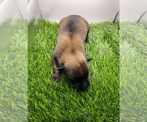 Belgian Malinois Puppy for Sale in LOS ANGELES, California USA