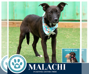 Malachi (Anabelle-Solomon Pup) 020726 - Male Borador Dog for Adoption - Photo #6
