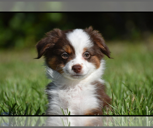 Miniature Australian Shepherd Puppy for sale in PALM COAST, FL, USA