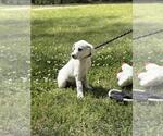 Small #2 Great Pyrenees Mix