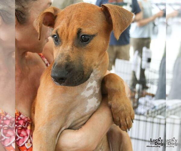 Medium Photo #5 Boxador Puppy For Sale in Washington, DC, USA