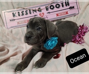 Cane Corso Puppy for sale in POMEROY, OH, USA