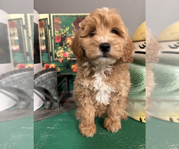 Medium Photo #2 Goldendoodle (Miniature) Puppy For Sale in LAWRENCE, MI, USA