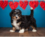 Small Photo #1 Miniature Bernedoodle Puppy For Sale in ADDISON, MI, USA