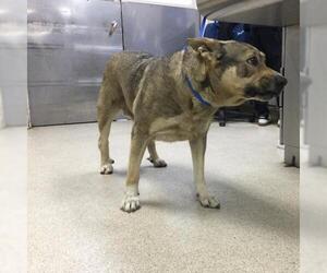 Boxer Dogs for adoption in Riverside, CA, USA