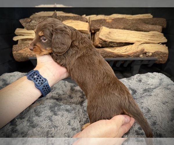 Medium Photo #5 Dachshund Puppy For Sale in ROCKWALL, TX, USA