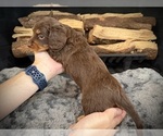Small Photo #6 Dachshund Puppy For Sale in ROCKWALL, TX, USA