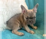 Small #3 French Bulldog
