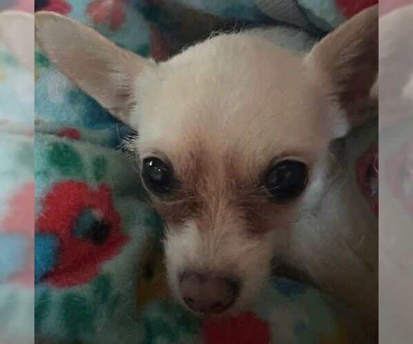 Medium Photo #7 Chihuahua Puppy For Sale in Fargo, ND, USA