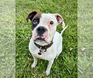 Boxer Dogs for adoption in Dumont, NJ, USA