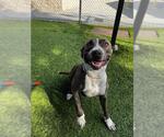 Small Photo #2 American Pit Bull Terrier Puppy For Sale in Downey, CA, USA
