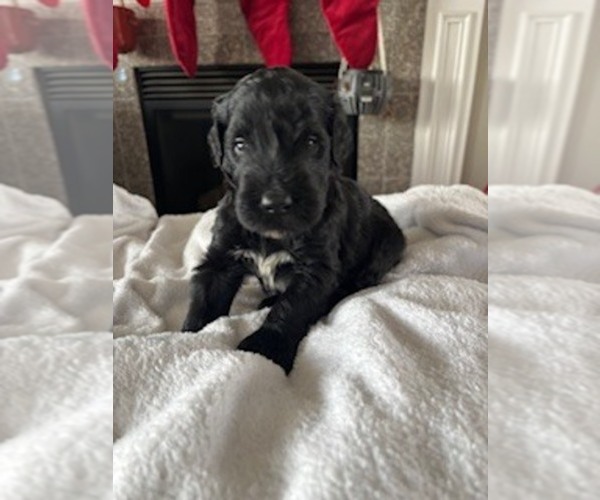 Medium Photo #1 Schnauzer (Giant) Puppy For Sale in NOBLESVILLE, IN, USA