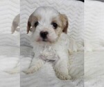 Small #1 Cavapoo