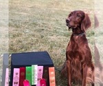 Small Photo #2 Irish Setter Puppy For Sale in MERIDIAN, ID, USA
