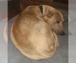 Binx Mama Sato - Female Labrador Retriever-Unknown Mix Dog for Adoption - Photo #4