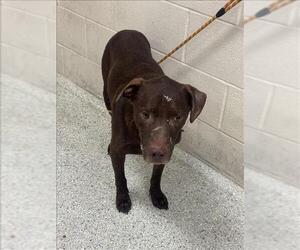 Labrador Retriever-Unknown Mix Dogs for adoption in Conroe, TX, USA