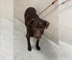 Small Labrador Retriever Mix