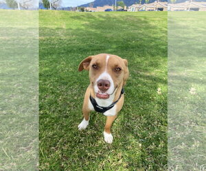 Beck - Male Dachshund-Staffordshire Bull Terrier Mix Dog for Adoption - Photo #4
