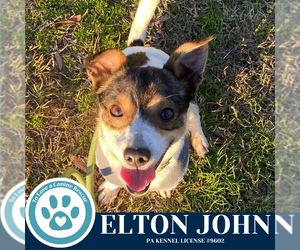 Jack Russell Terrier-Unknown Mix Dogs for adoption in Kimberton, PA, USA