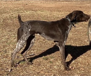 Father of the German Shorthaired Pointer puppies born on 08/20/2026