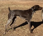 Small Photo #1 German Shorthaired Pointer Puppy For Sale in GREENVILLE, SC, USA