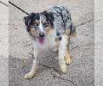 Small #2 Australian Shepherd