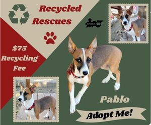 Chihuahua Dogs for adoption in Lindsay, CA, USA