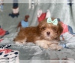 Small #4 Lhasa Apso