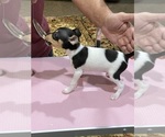 Small #2 Fox Terrier (Toy)